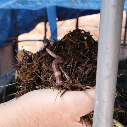 Wormeries Johnson-Su Composting Worms 500g