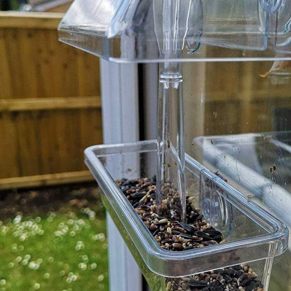 Window Feeder Close Up + 500g Live Mealworms Wiggly Wigglers