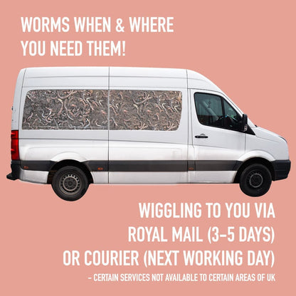 Composting Garden Worms