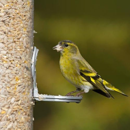 Birdfood LBF Wiggly Huskless Feed - Seed That Won't Grow!