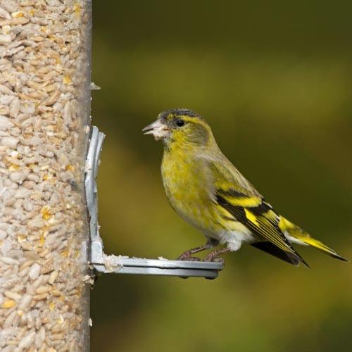 Birdfood LBF Wiggly Huskless Feed - Seed That Won't Grow!