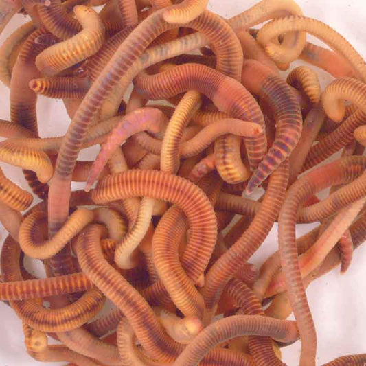 Wormeries Composting Worms