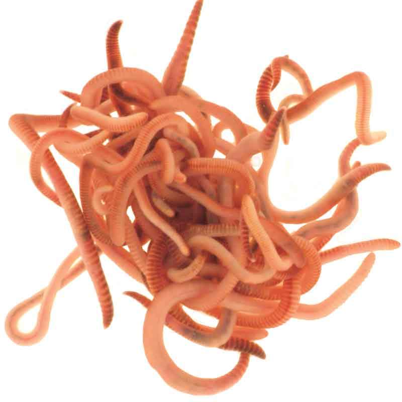 Wormeries 500g Composting Worms and Bedding Block
