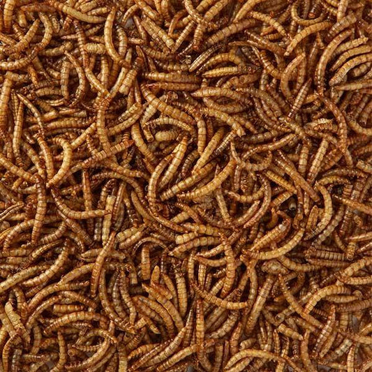 Birdfood Dried Mealworms