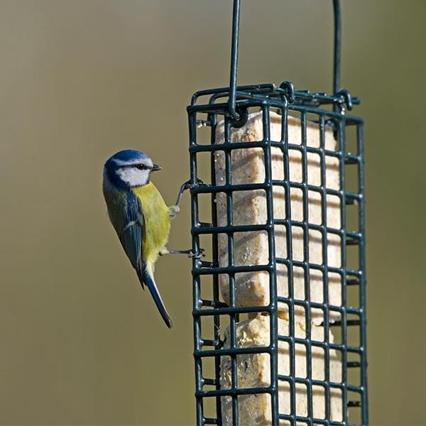 Double Suet Block & Cake Feeder