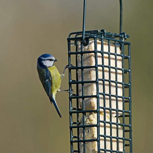 Double Suet Block & Cake Feeder + 2 Suet Cakes