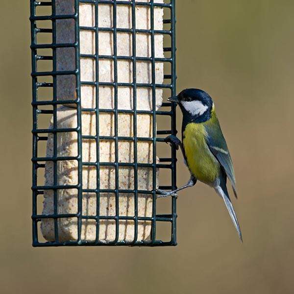 Double Suet Block & Cake Feeder + 2 Suet Cakes