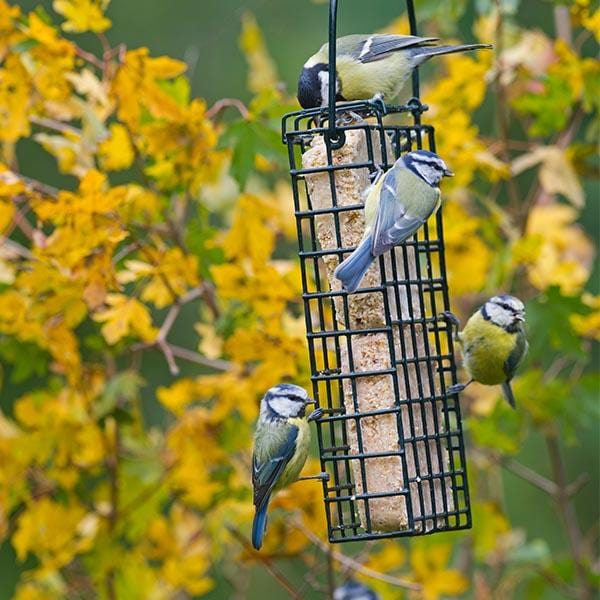 Double Suet Block & Cake Feeder