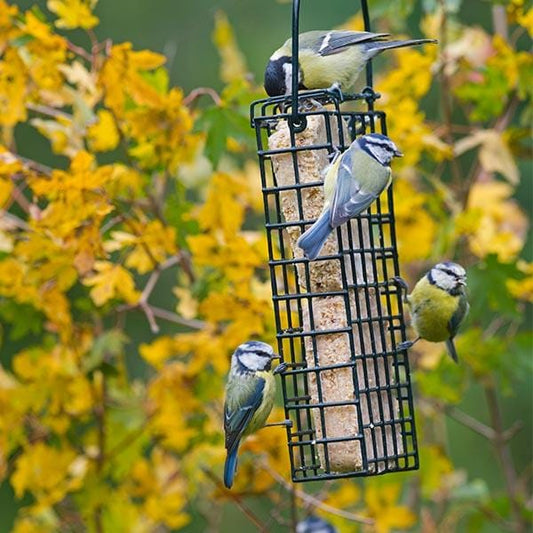 Double Suet Block & Cake Feeder