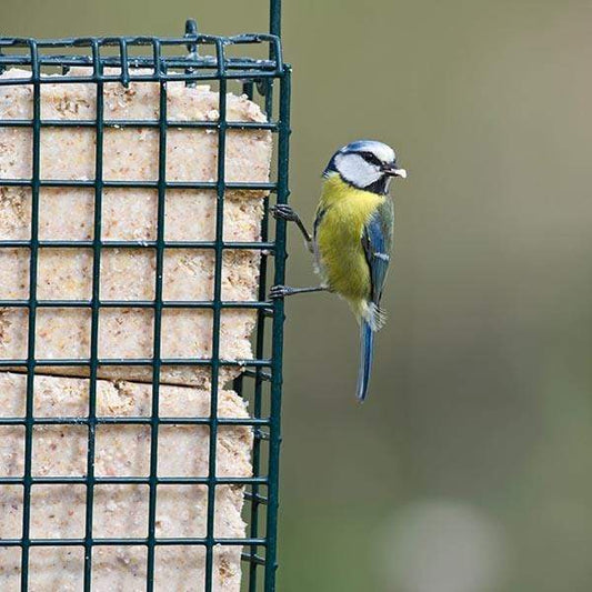 Double Suet Block & Cake Feeder + 2 Suet Cakes