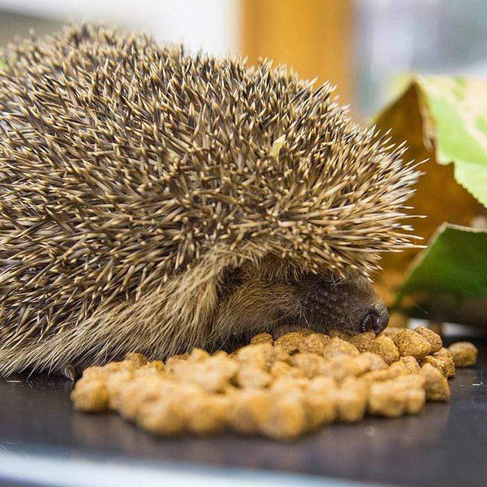 Brambles Meaty Hedgehog Food 400g