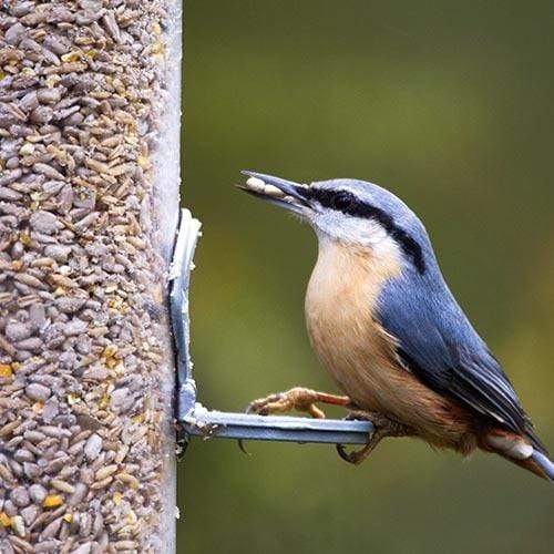 Birdfood LBF Wiggly Huskless Feed - Seed That Won't Grow!
