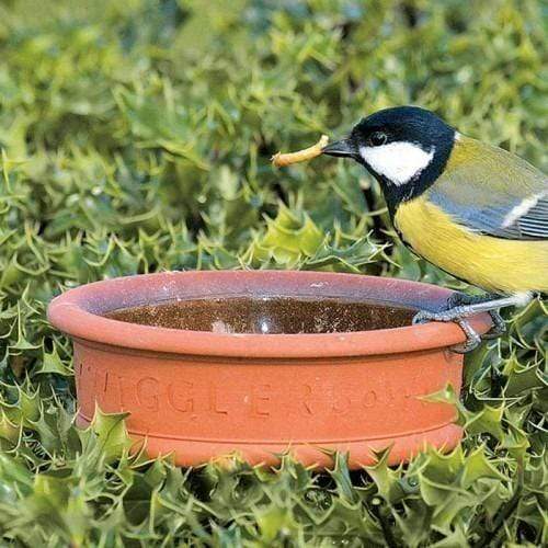Birdfood LIVE! Taster Pack
