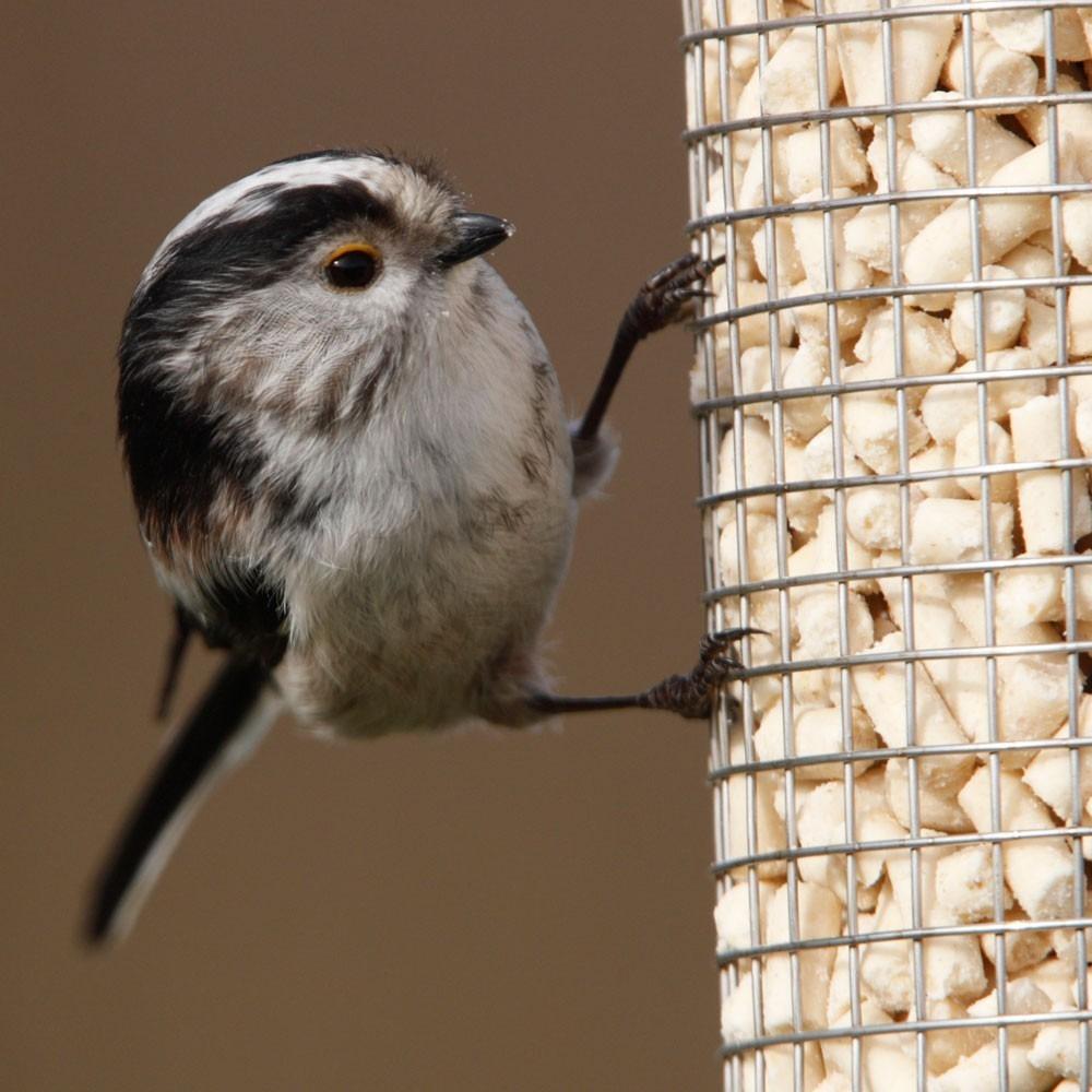 Birdfood LBF Mealworm Suet Pellets
