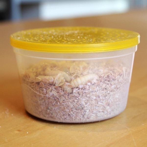 Birdfood LIVE! Waxworms