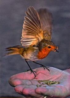 Birdfood Monthly Deal - 500g LIVE Mealworms