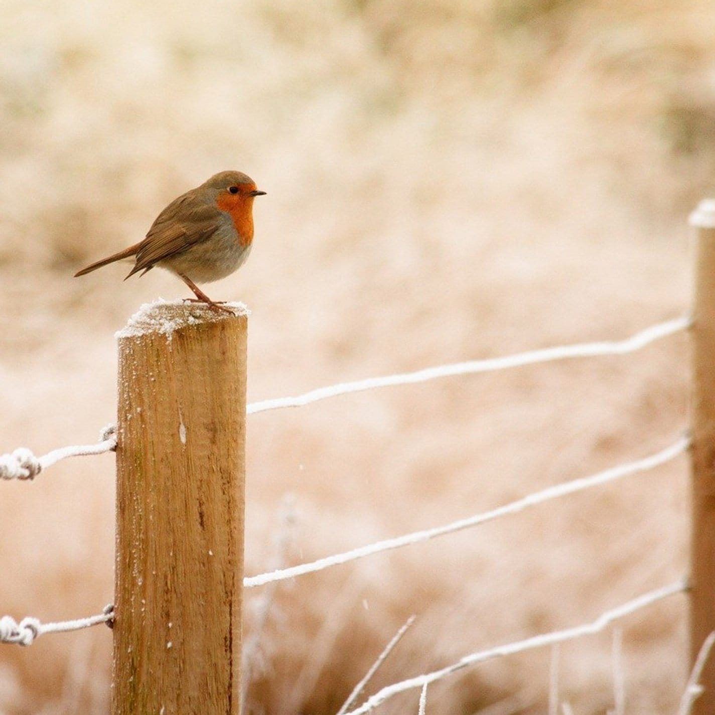 Robin Starter Pack - SAVE £10