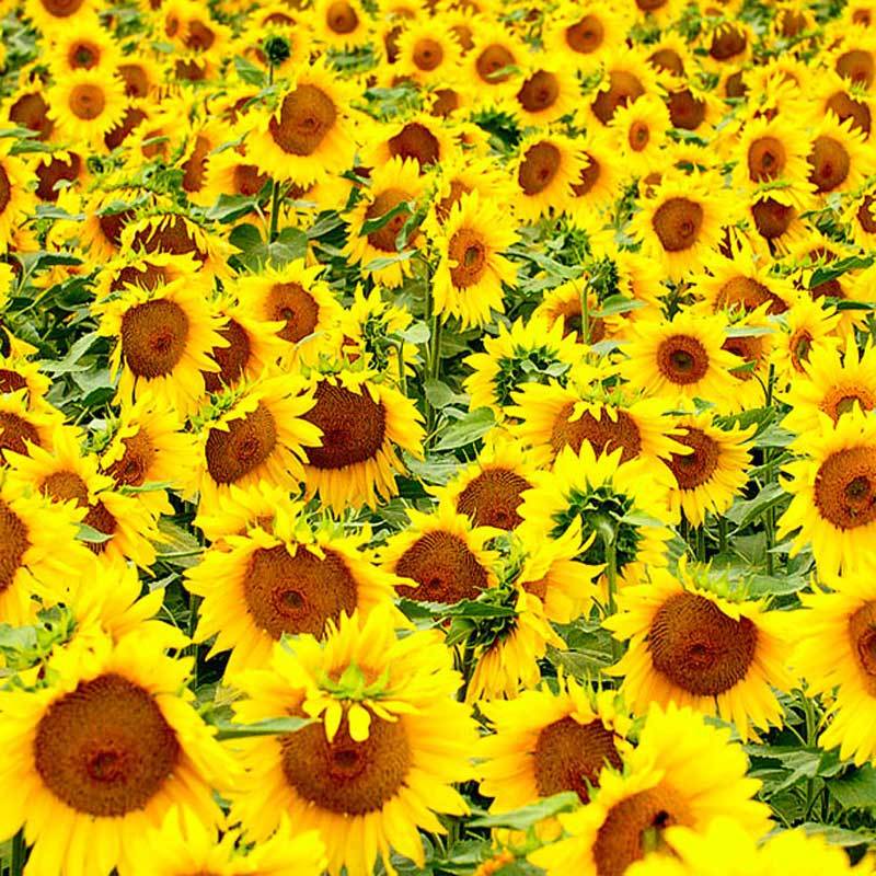 Birdfood LBF Black Sunflower Seed