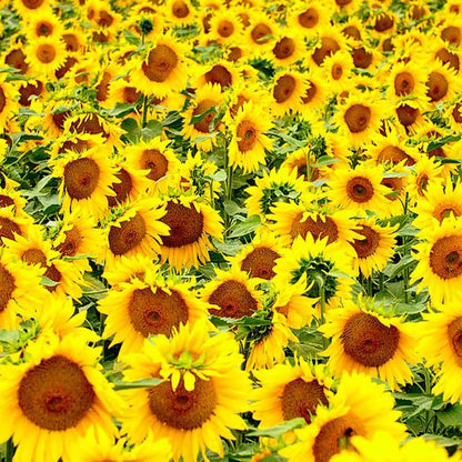 Birdfood LBF Black Sunflower Seed