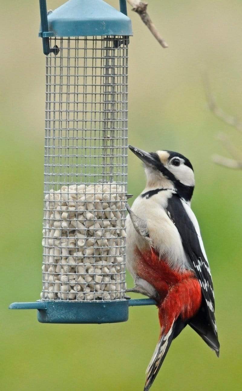Birdfood LBF Mealworm Suet Pellets